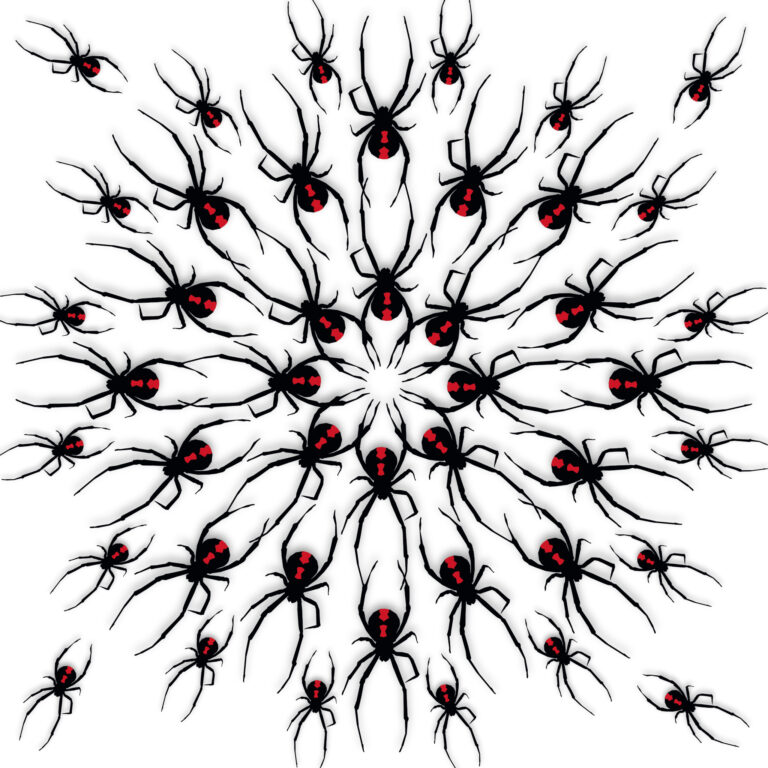 Law Redback Frenzy 42x42 01 Downscaled